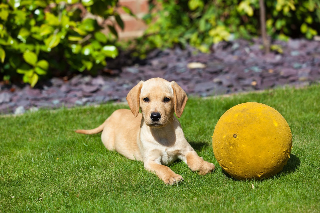 puppy golden retriever ball free photo