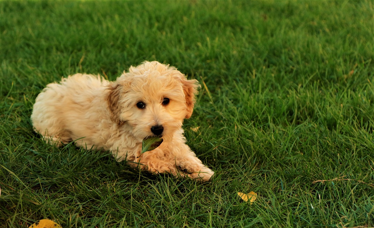 puppy dog cute free photo