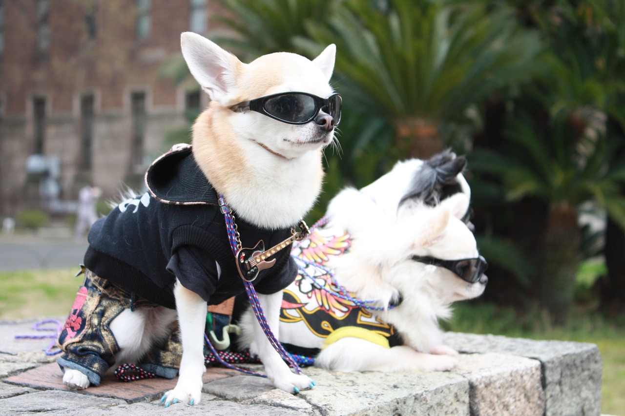 puppy sunglasses fashion free photo