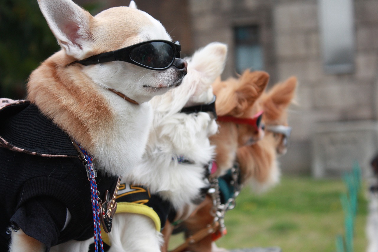 puppy sunglasses fashion free photo