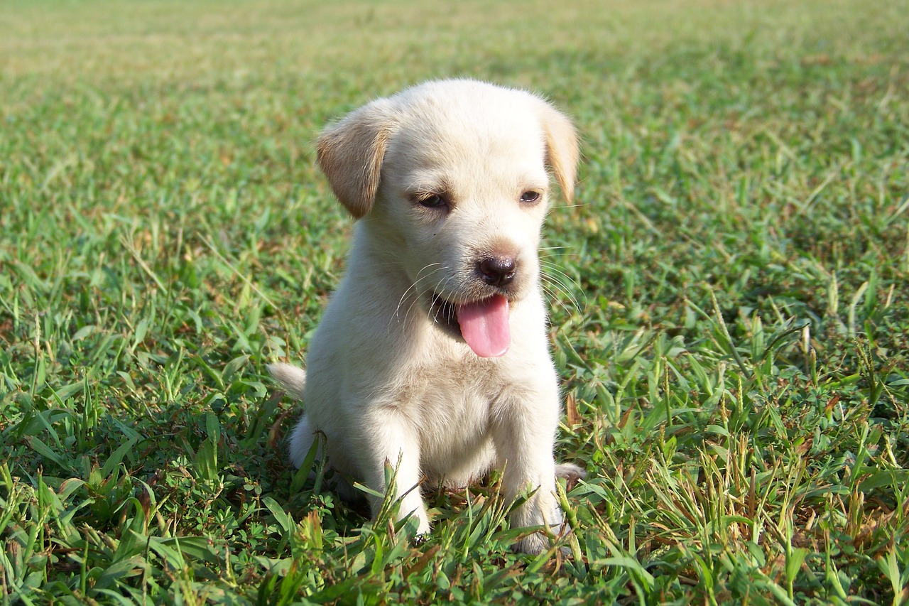 puppy golden retriever canine free photo