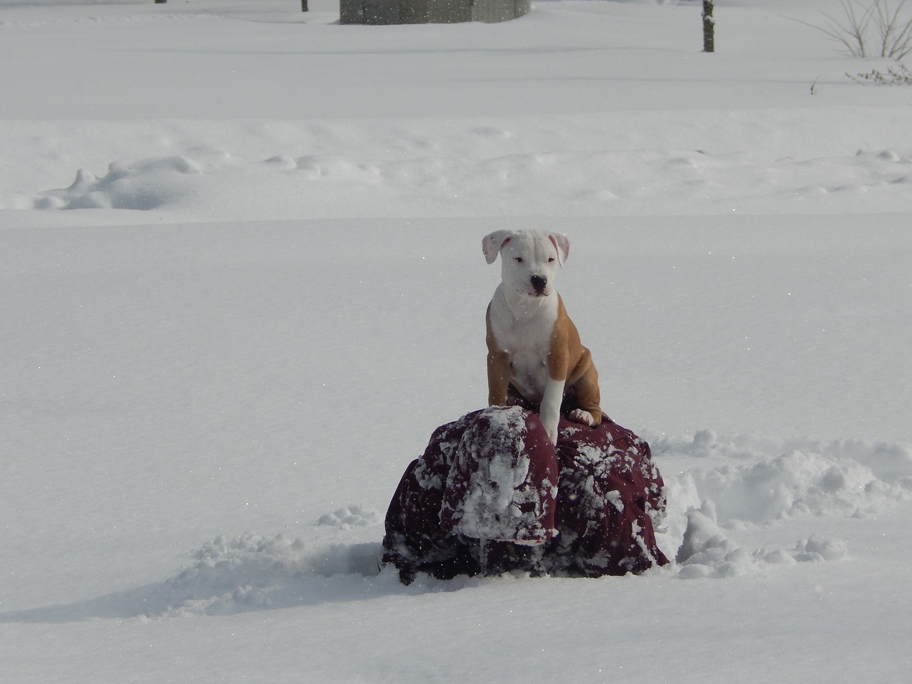 puppy pitbull cute free photo