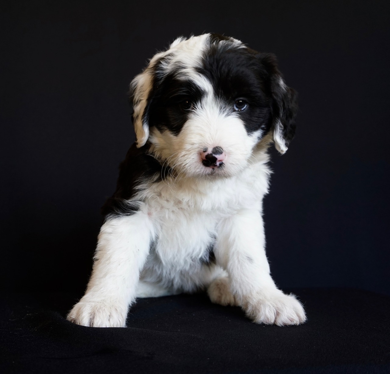 puppy sheepdog cute free photo