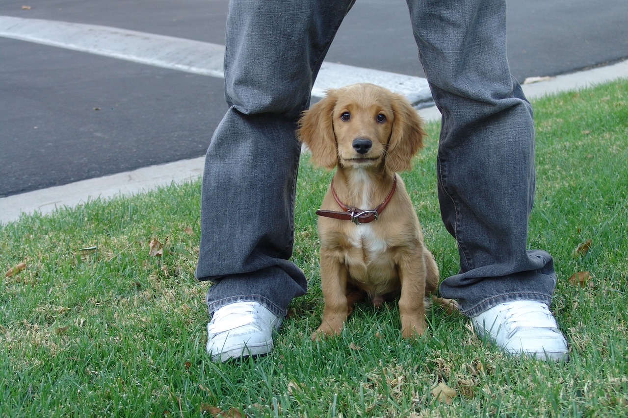 puppy love young free photo