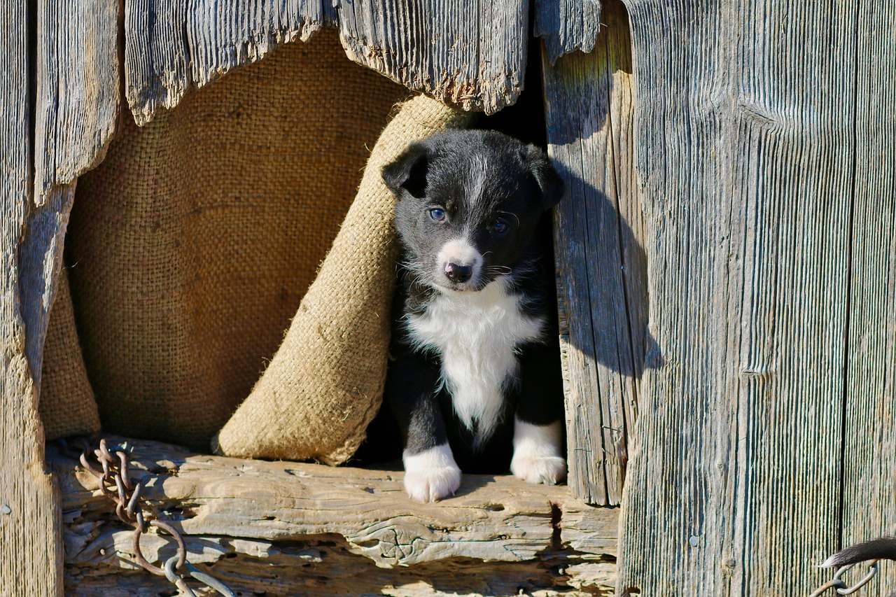 puppy wooden houses mixrasse free photo