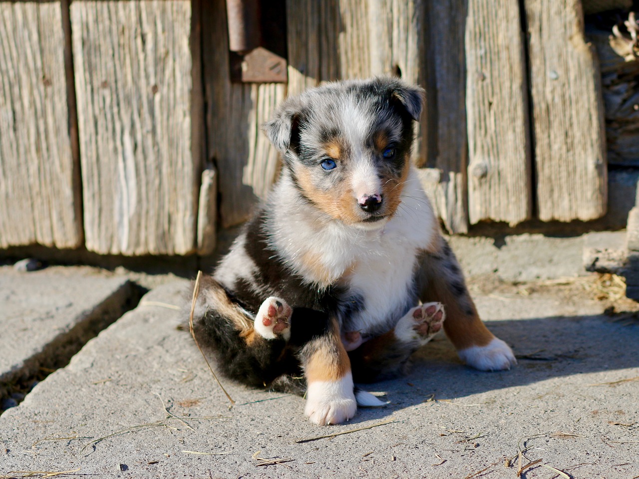 puppy dog west german free photo