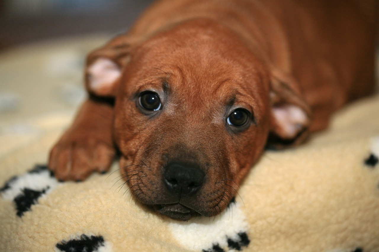 puppy young staffordshire free photo