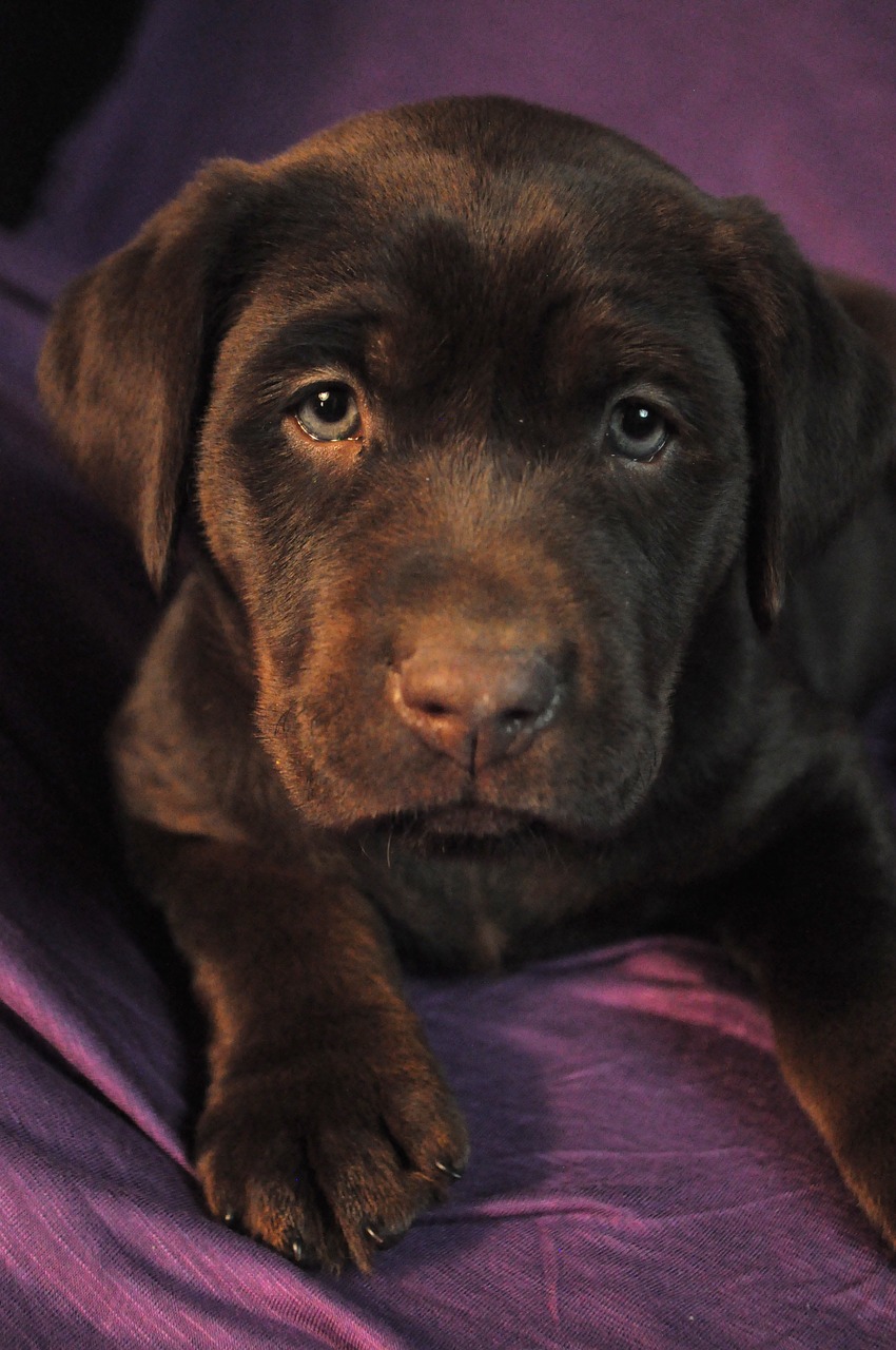 puppy labrador chocolate free photo