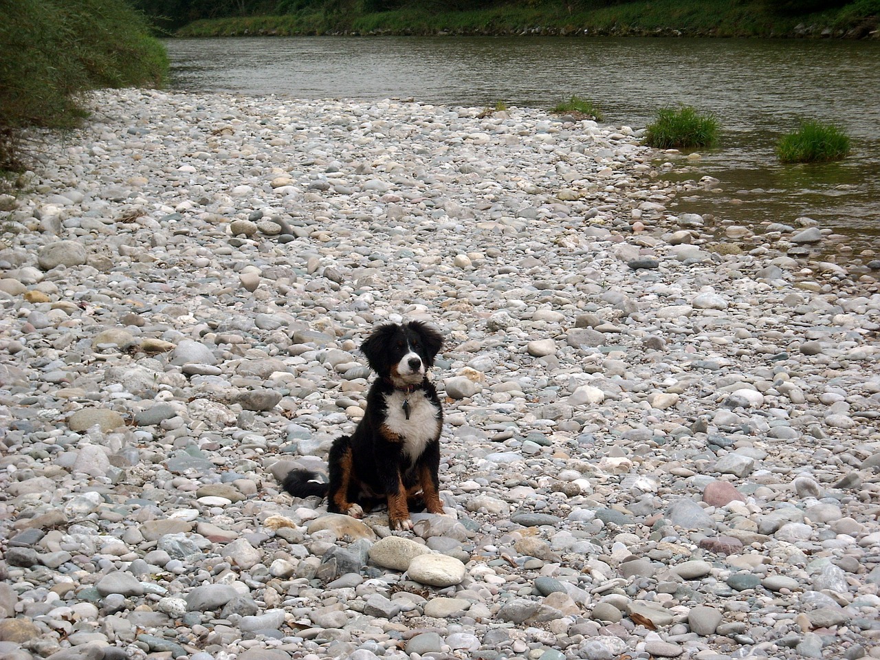 puppy bitch berner sennen dog free photo