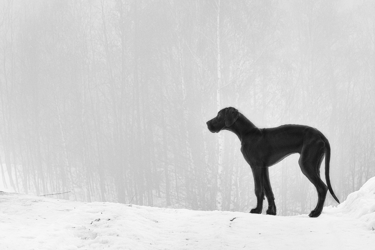 puppy great dane fog free photo