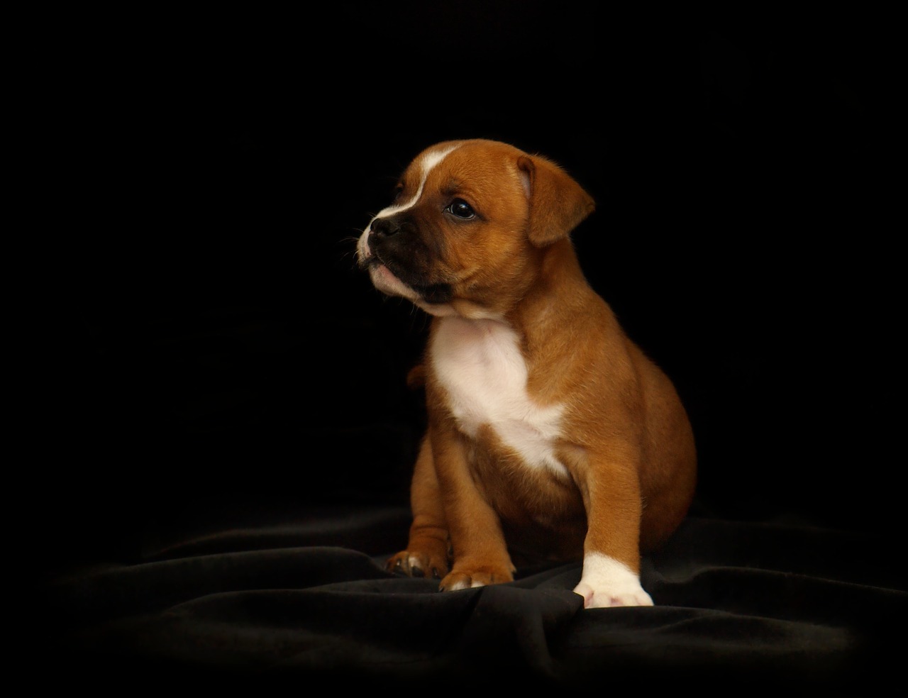puppy staffordshire bull terrier dog free photo