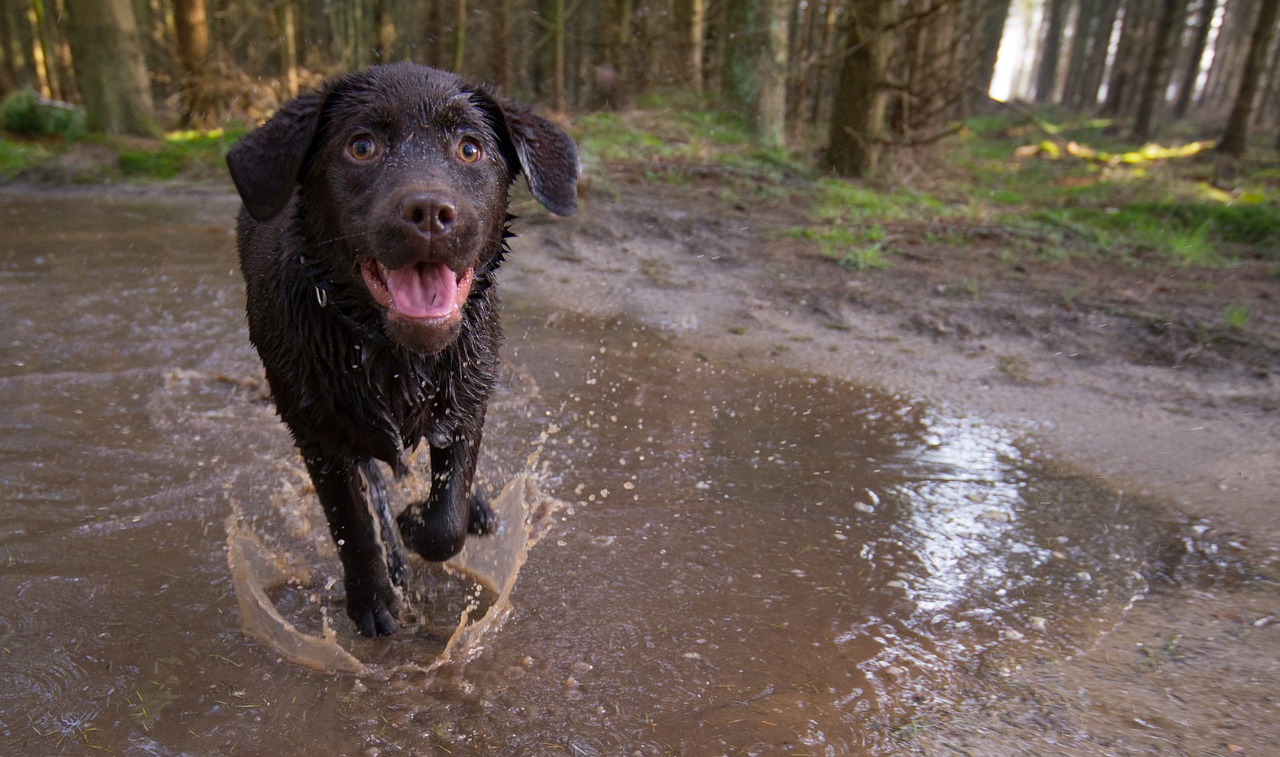 puppy dog cute free photo