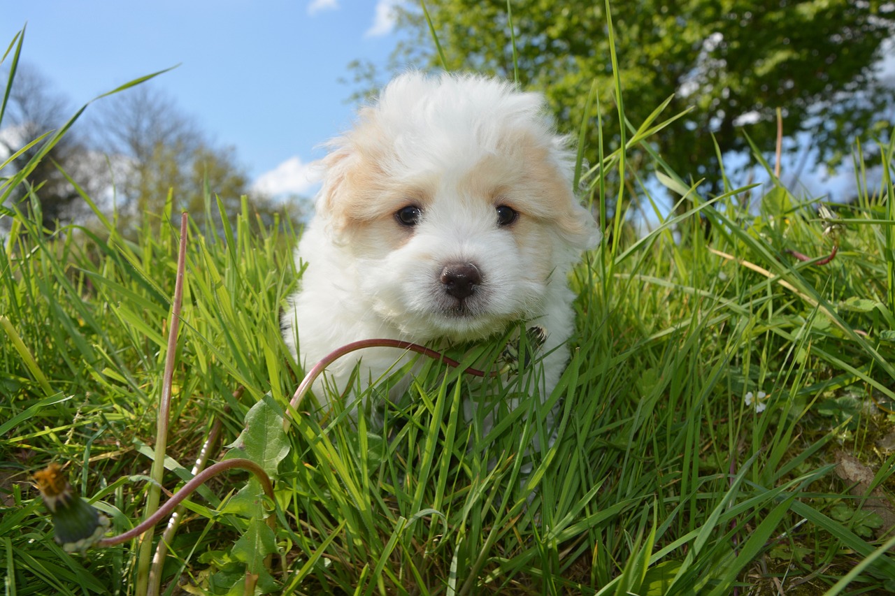 puppy cotton tulear male free photo