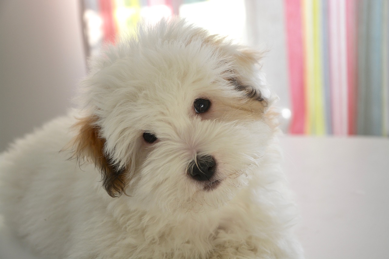 puppy dog cotton tulear free photo