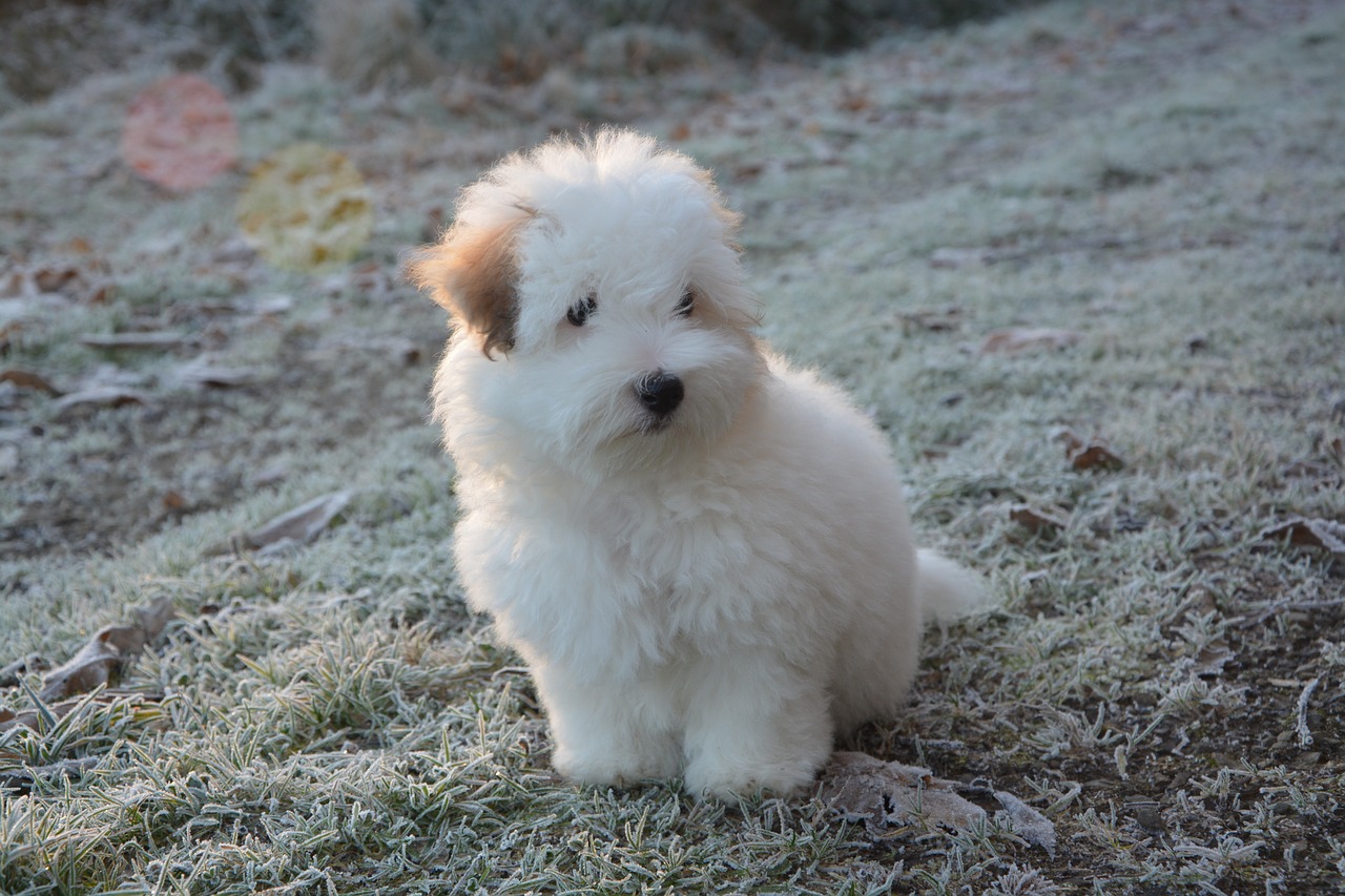 puppy cotton tulear dog free photo