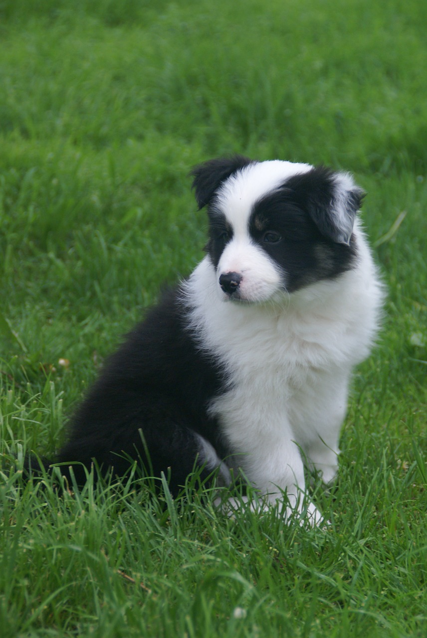 puppy collie dog free photo