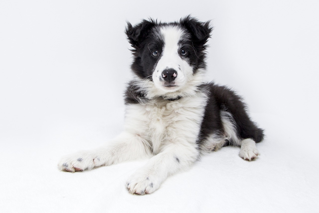 puppy dogs collie free photo