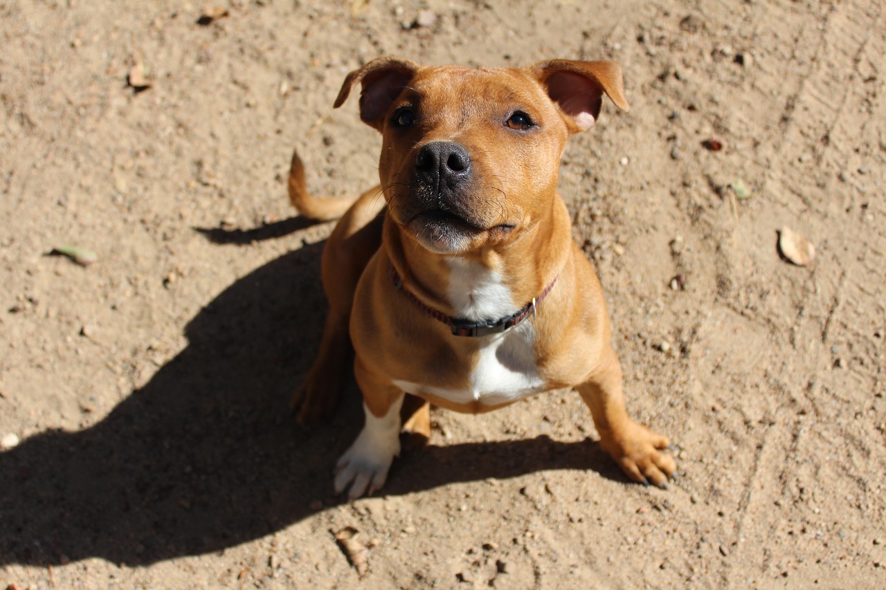 puppy dog staffy free photo