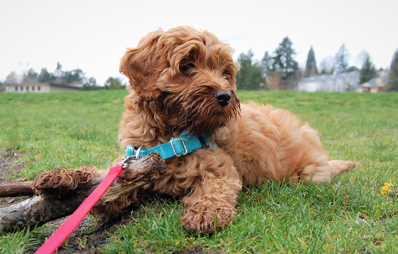 puppy cute labradoodle free photo