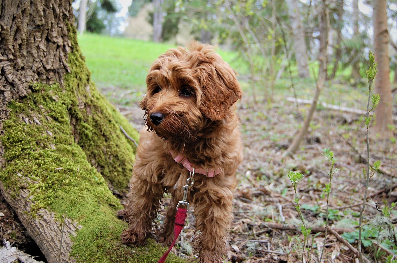 puppy exploring mossy tree free photo