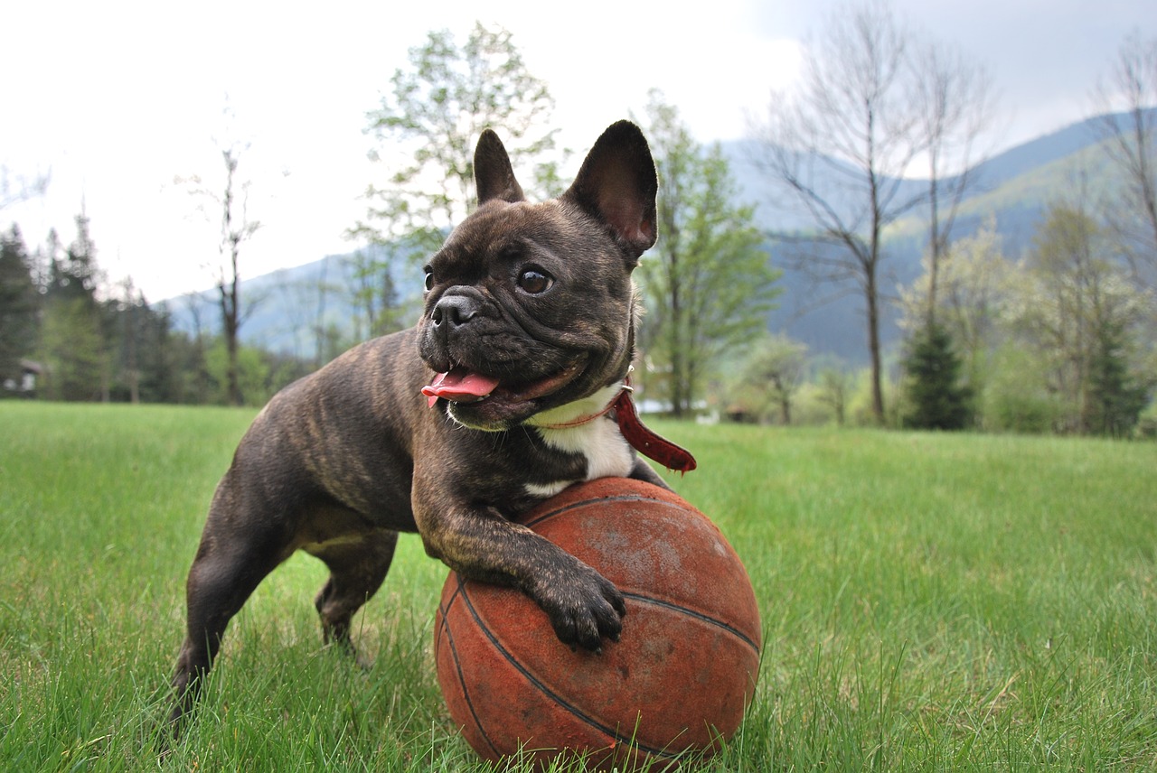 puppy french bulldog nature free photo