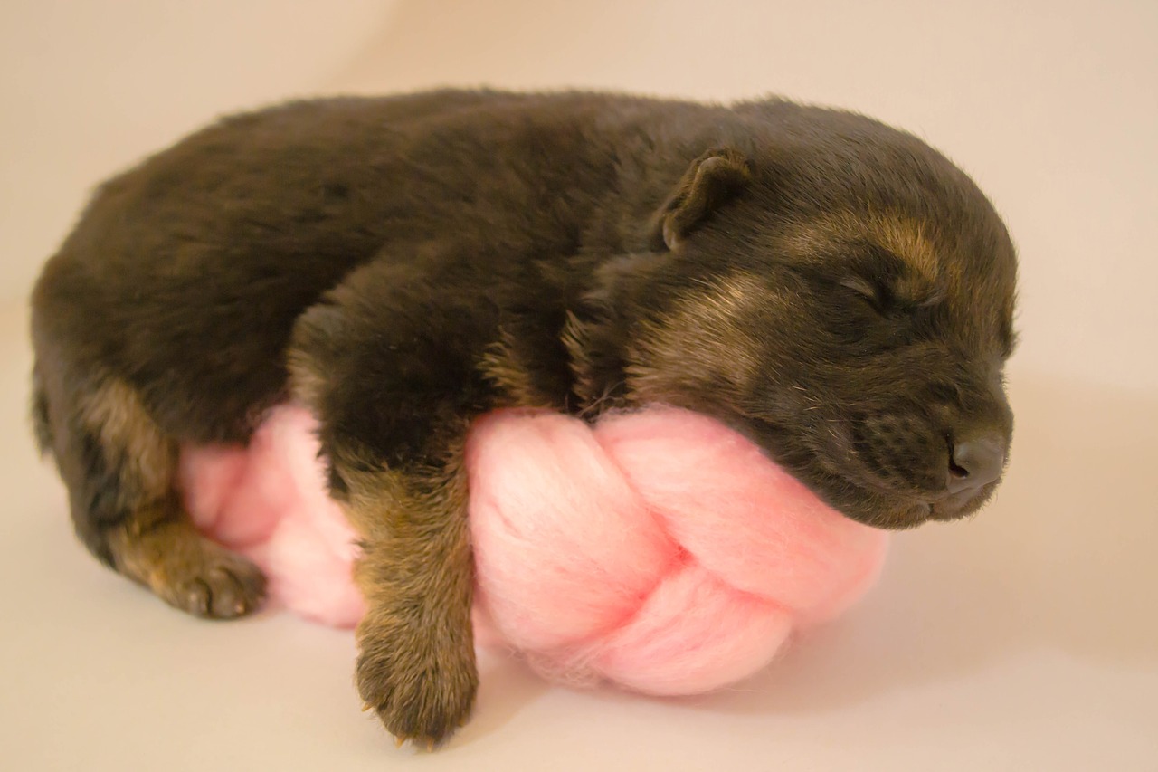 puppy newborn adorable free photo