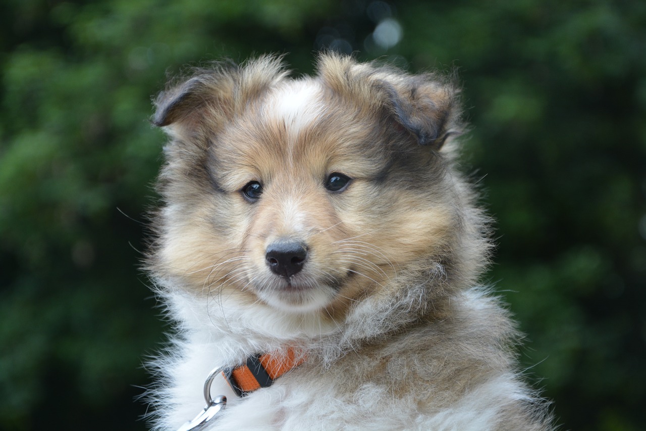 puppy 9semaines shepherd shetland free photo