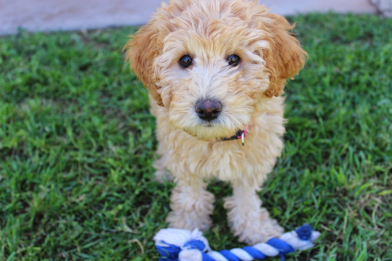 puppy labradoodle dog free photo