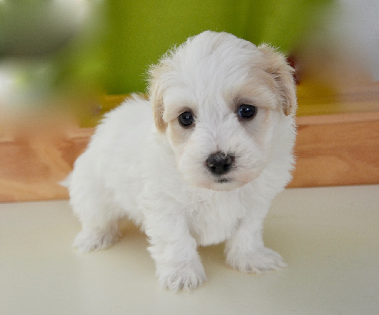 puppy dog petit free photo