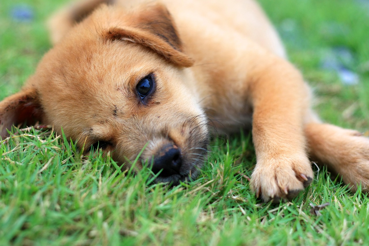 puppy dog cute free photo