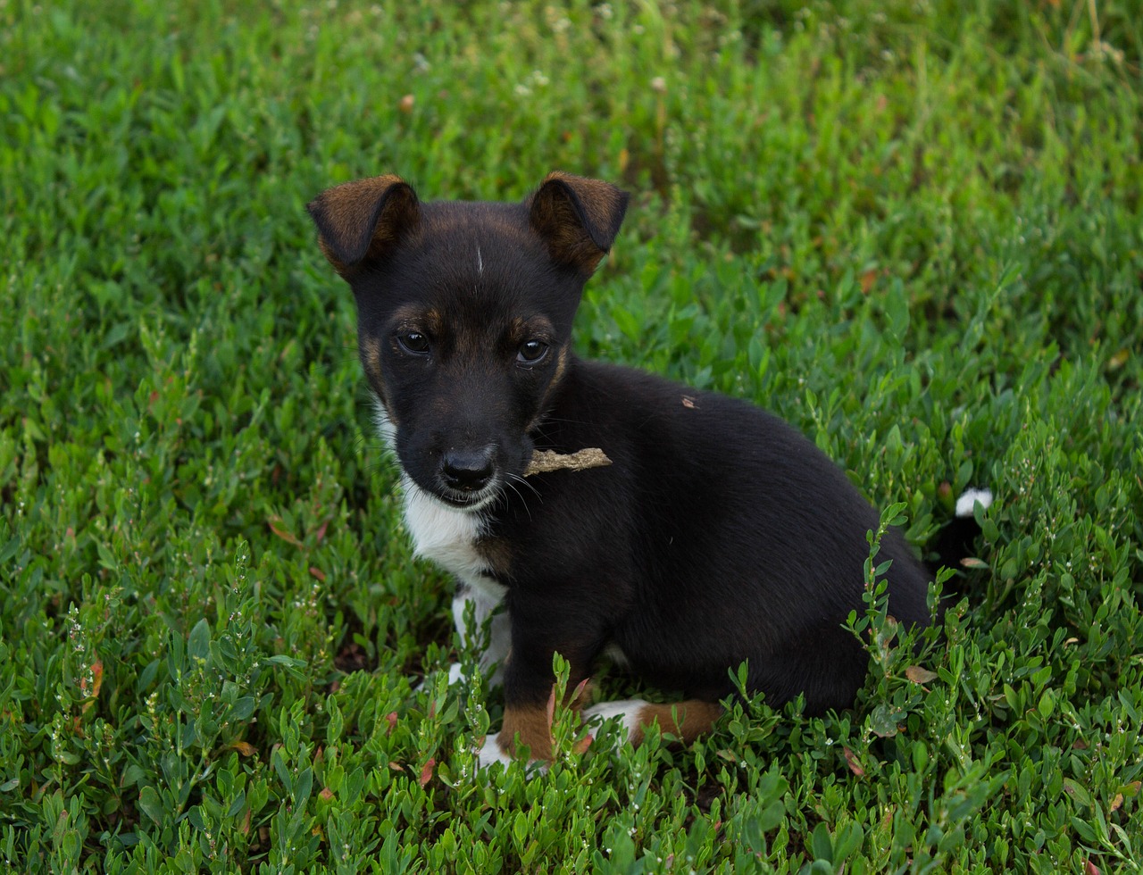 puppy male masik free photo