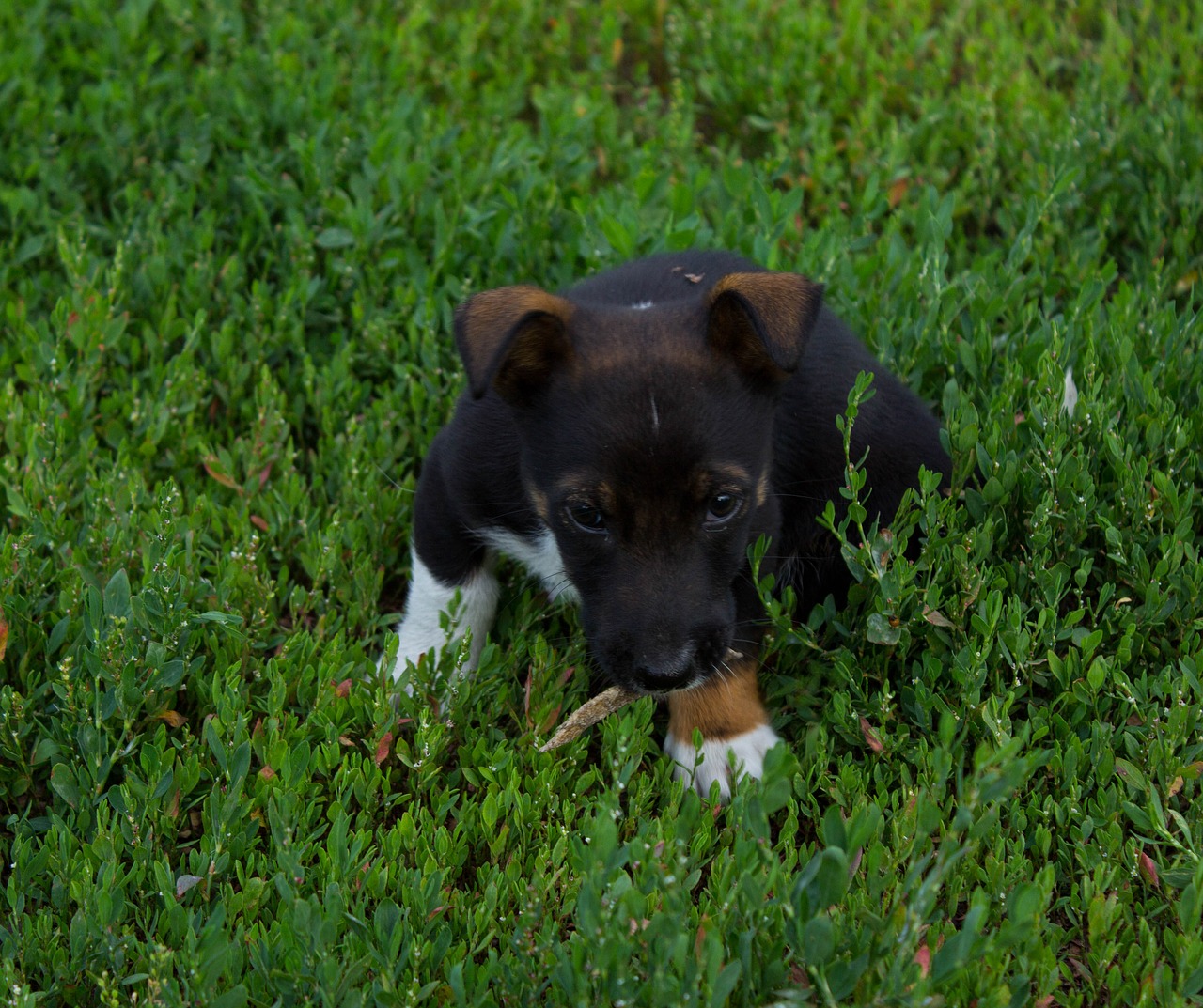 puppy male masik free photo