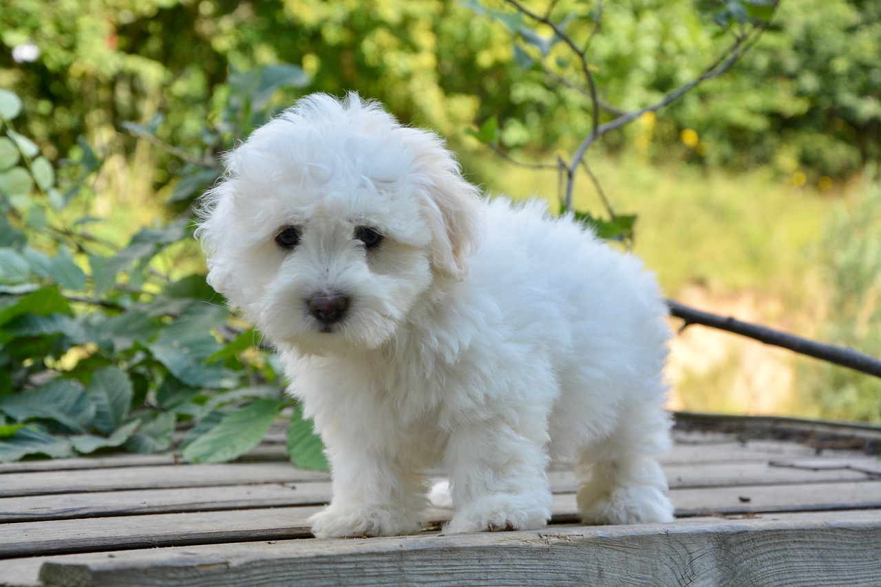 puppy pup female free photo