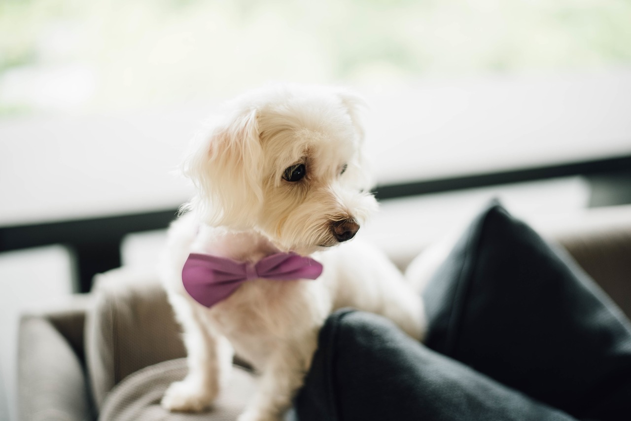 puppy bow tie cute free photo