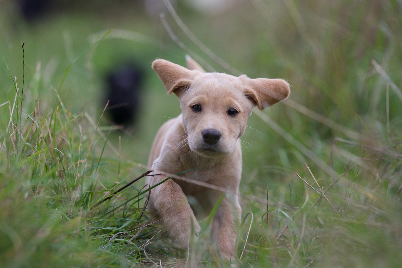 puppy labrador cocker running free photo