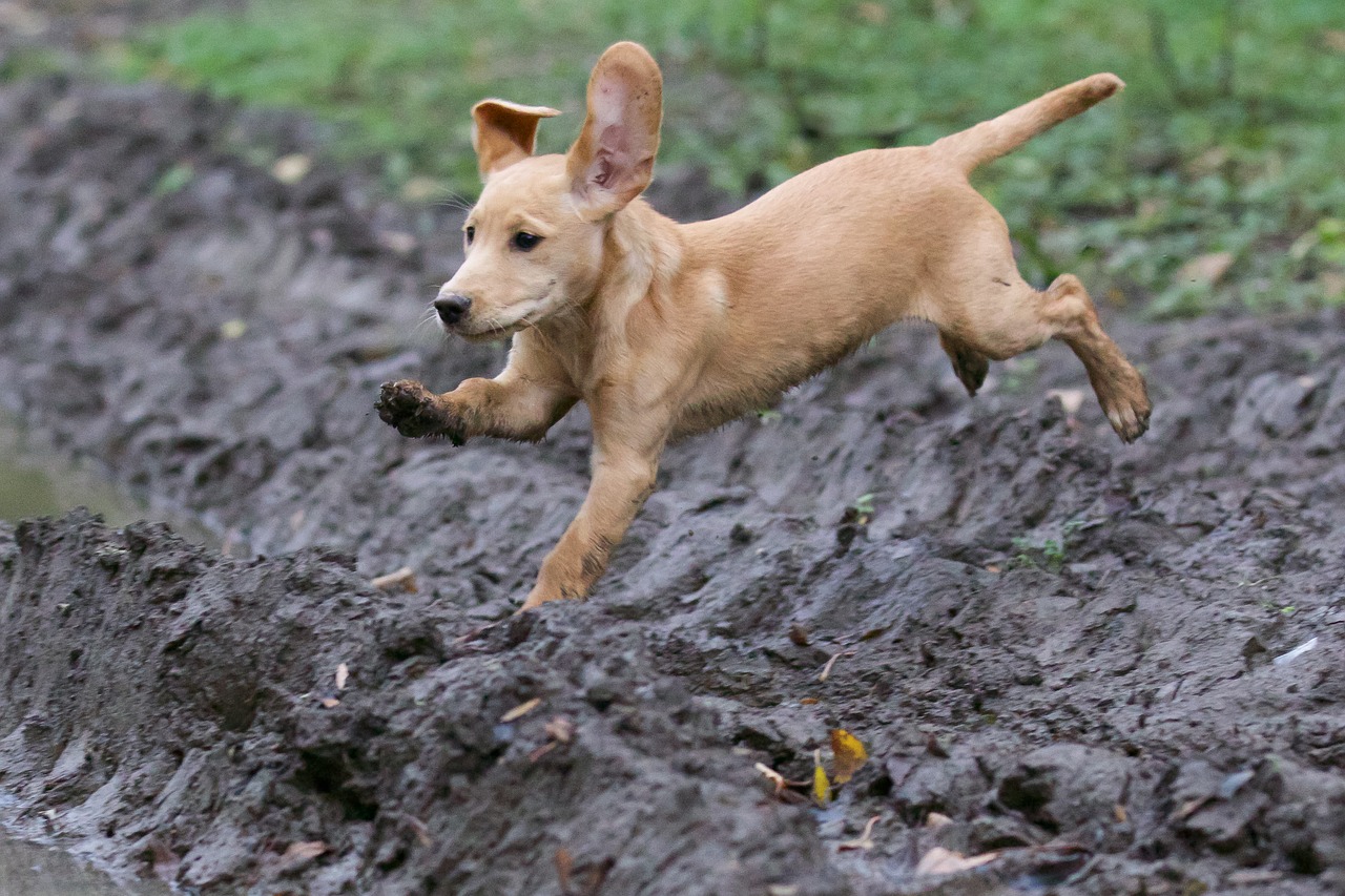 puppy jumping labrador cocker free photo