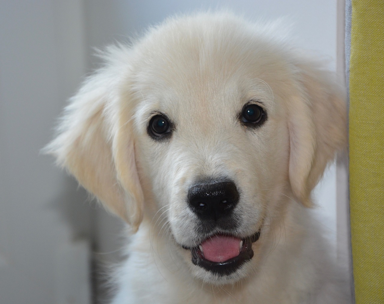 puppy dog golden retriever free photo