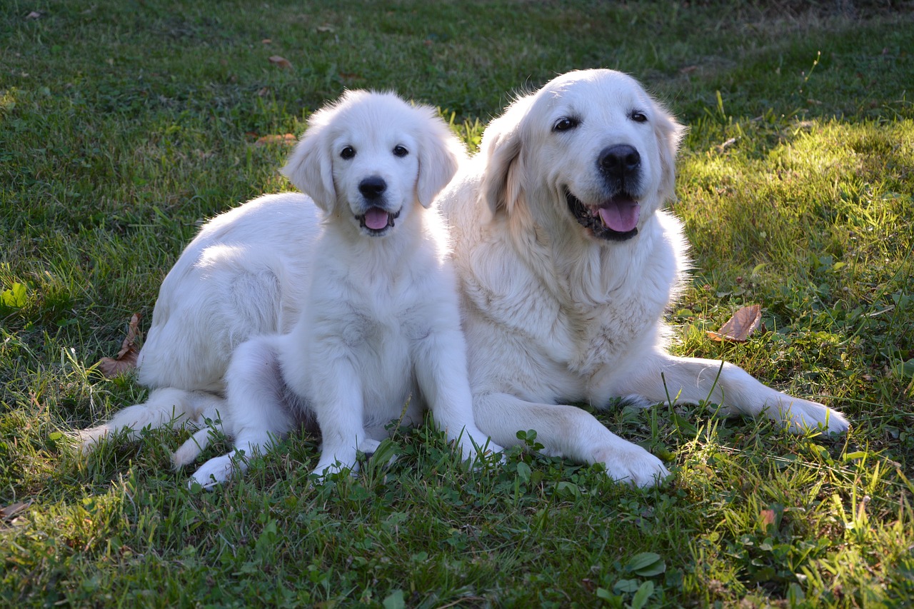 puppy golden retriever young free photo