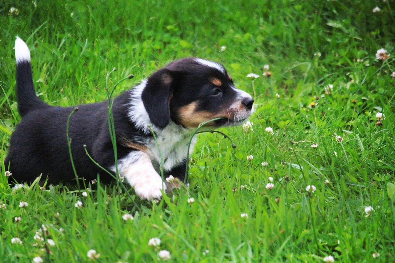 puppy doggy grass free photo