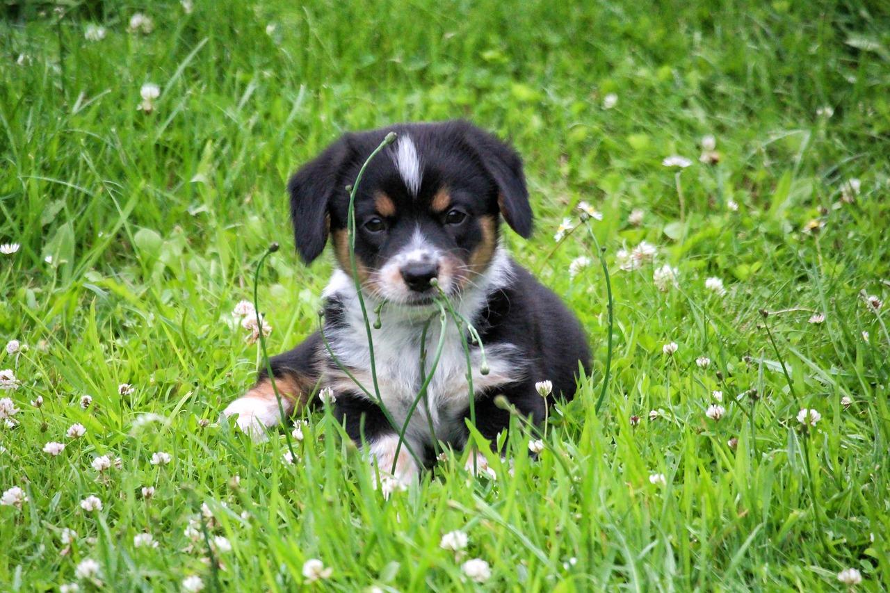 puppy doggy grass free photo