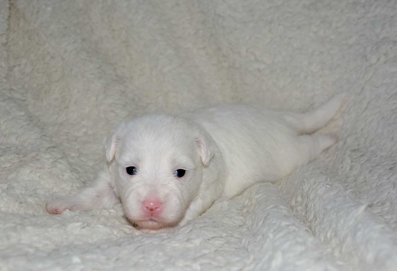 puppy baby cotton tulear free photo