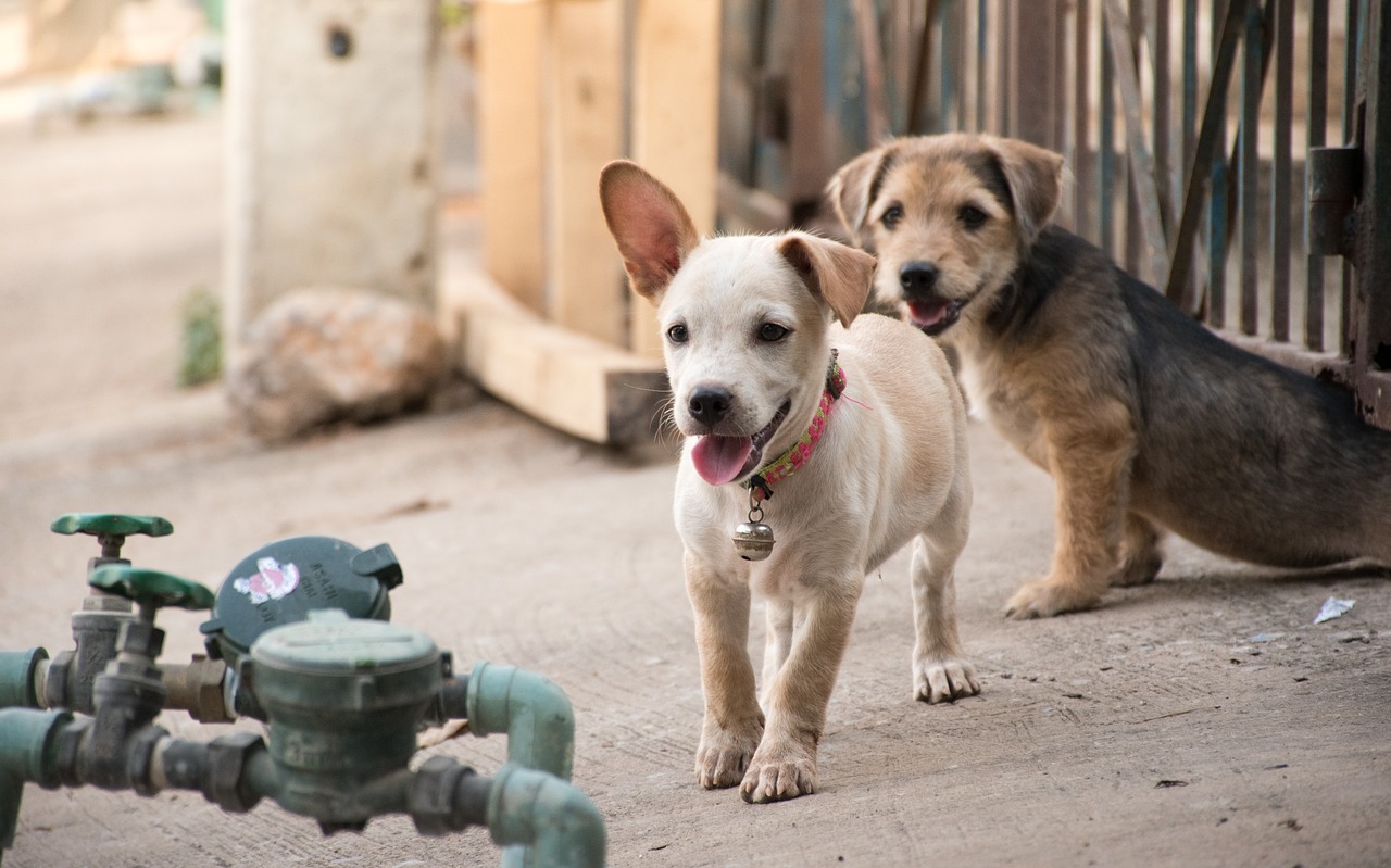 puppy dog bright free photo