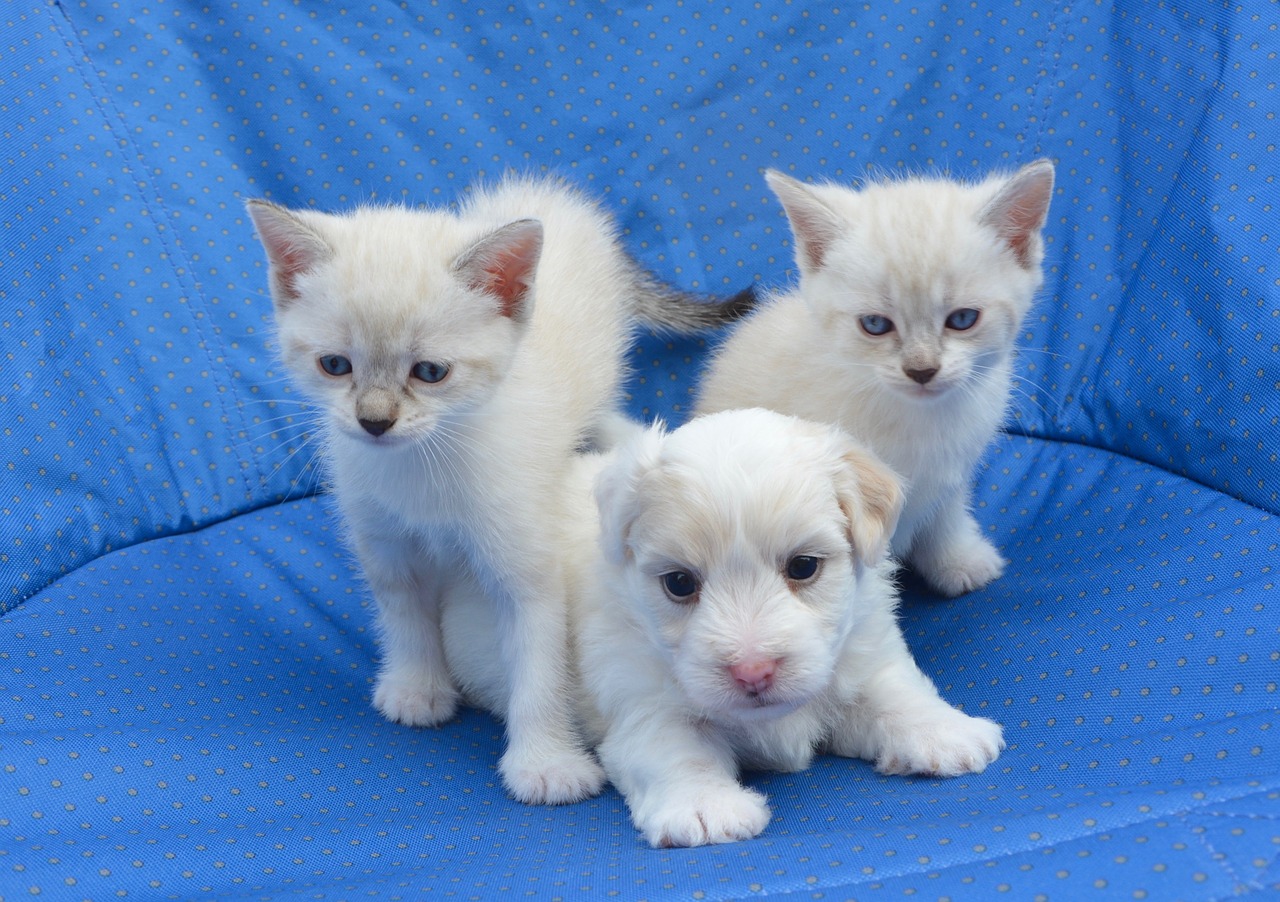 puppy cats dogs kittens free photo