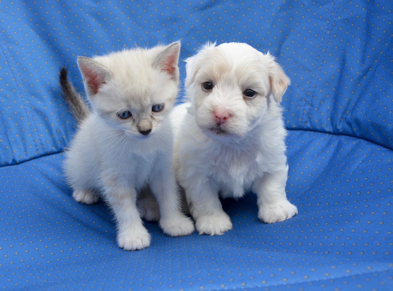 puppy kitten dog cat free photo