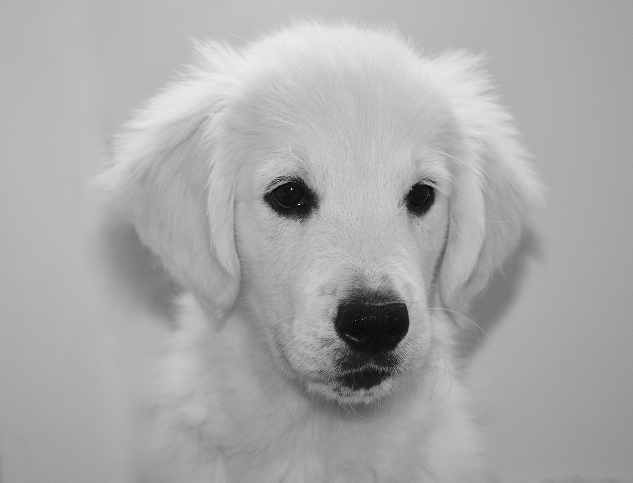 puppy pup golden retriever free photo