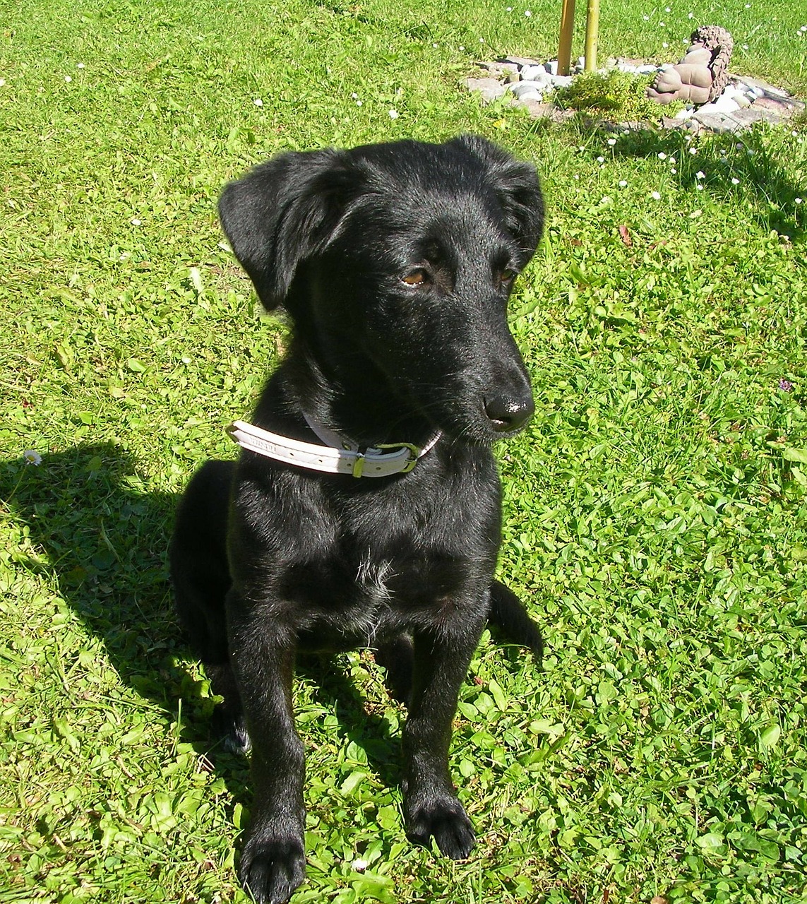 puppy labrador dog free photo