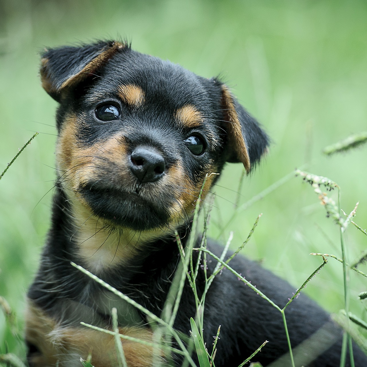 puppy green black tan free photo