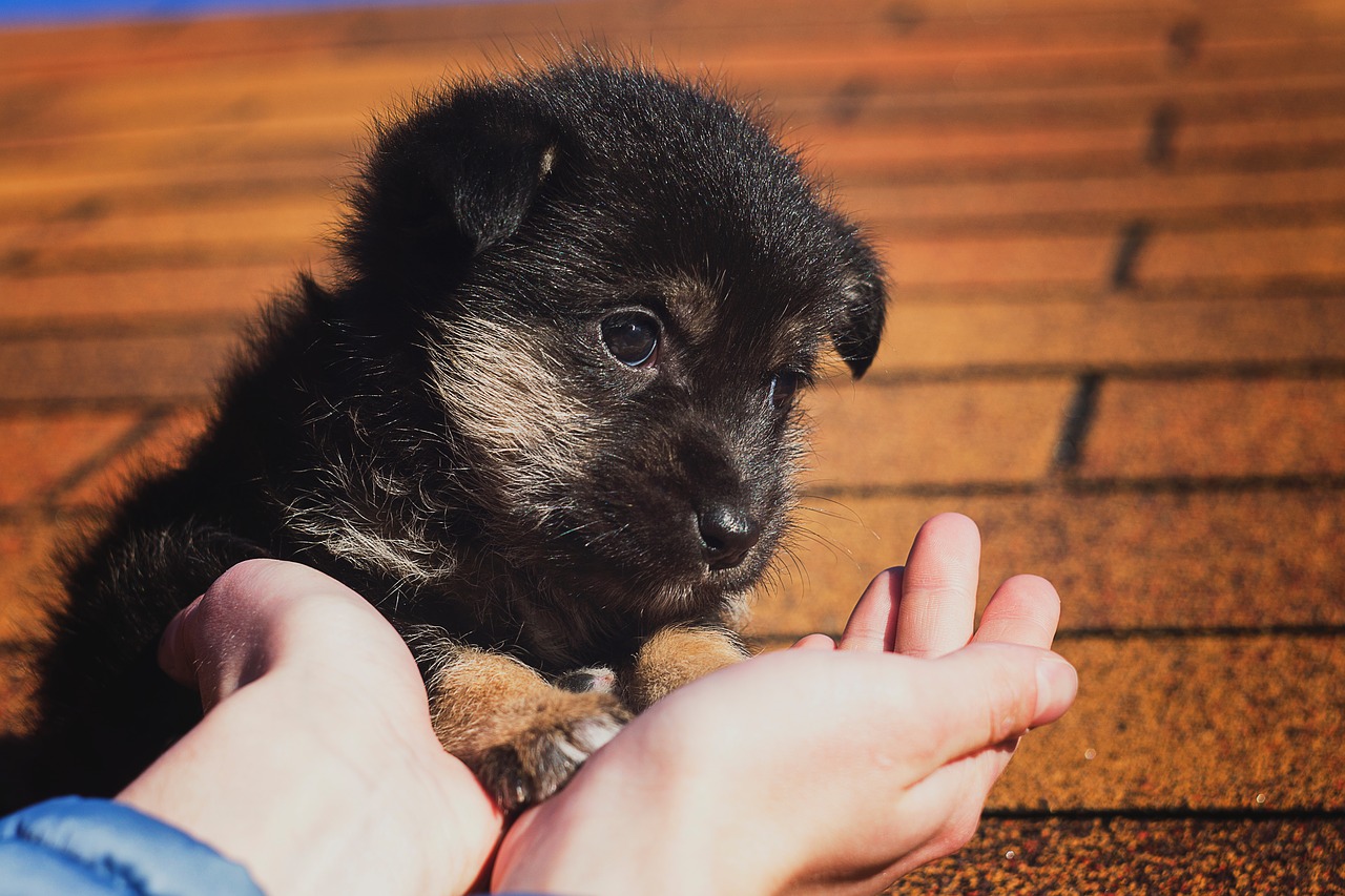 puppy black kindness free photo