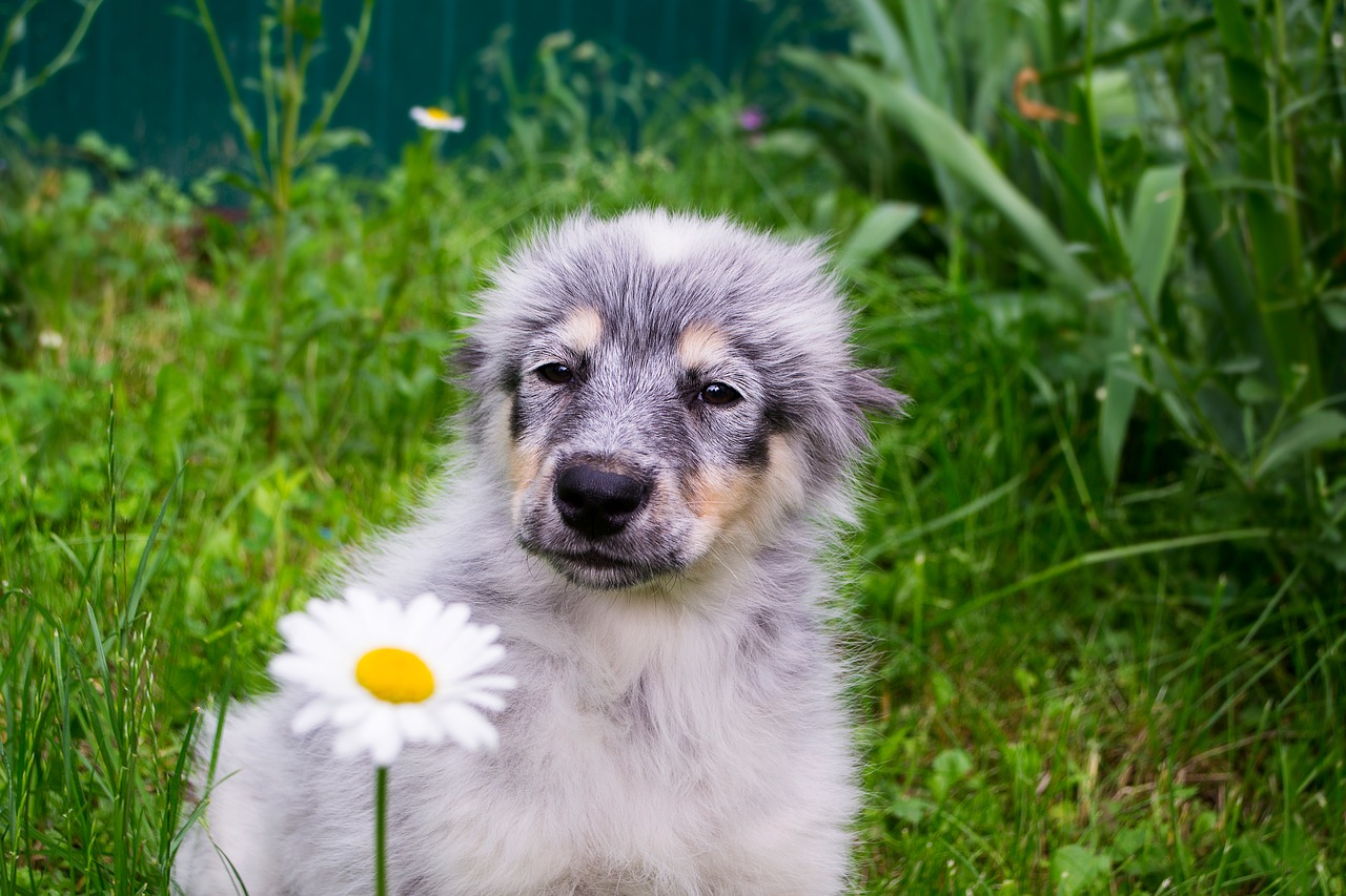 puppy beautiful homeless free photo