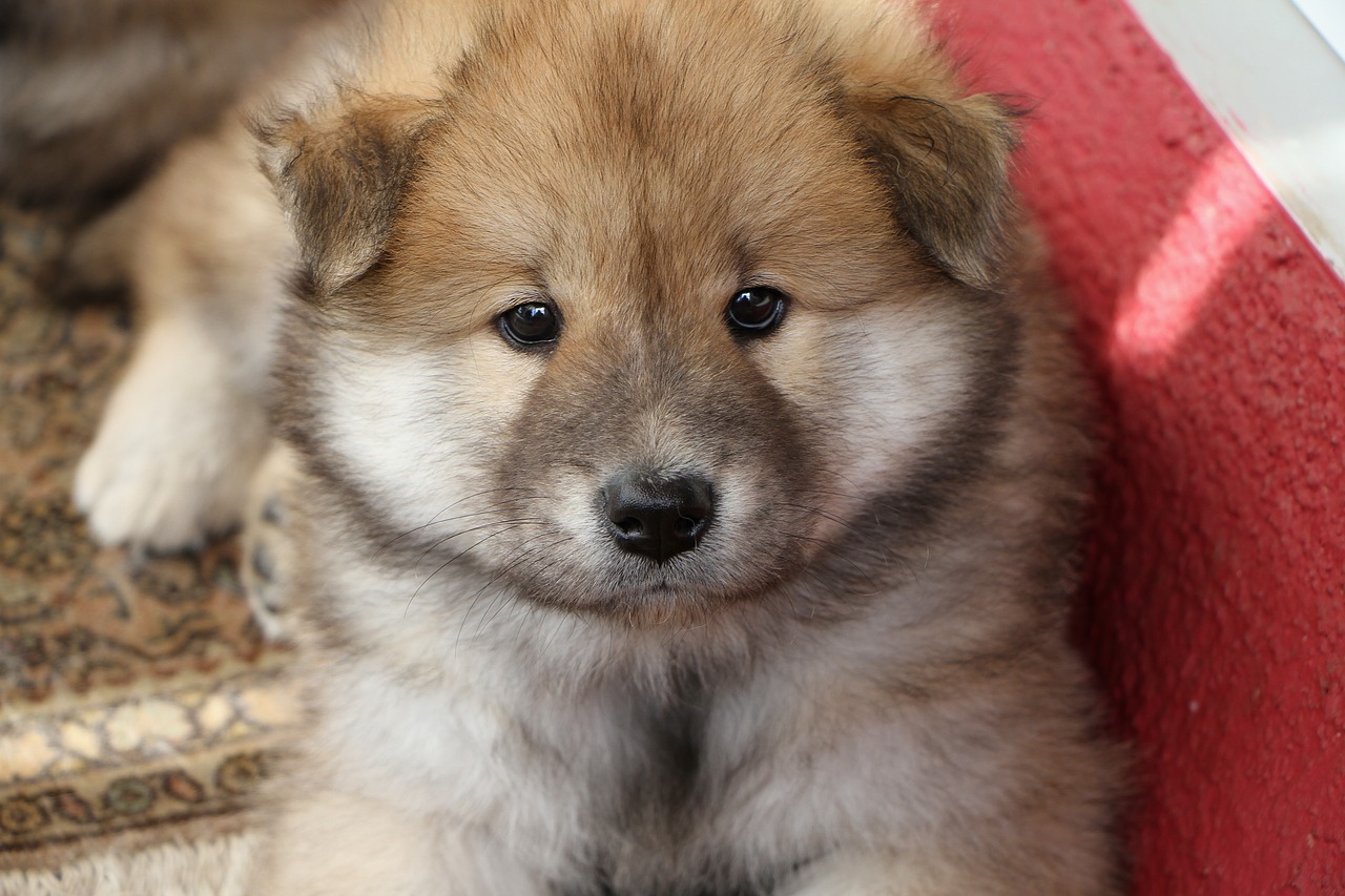 puppy eurasians dog free photo